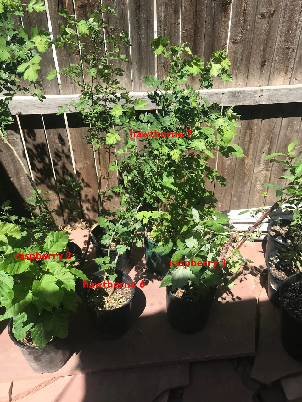 4trees.jpeg