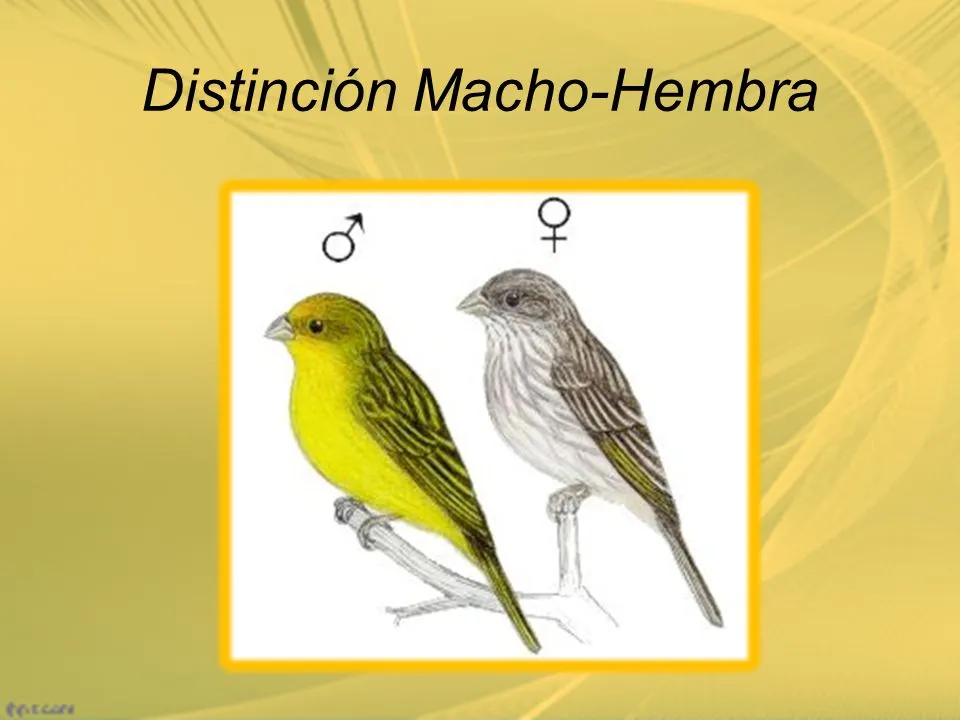 Distinción+Macho-Hembra.jpg
