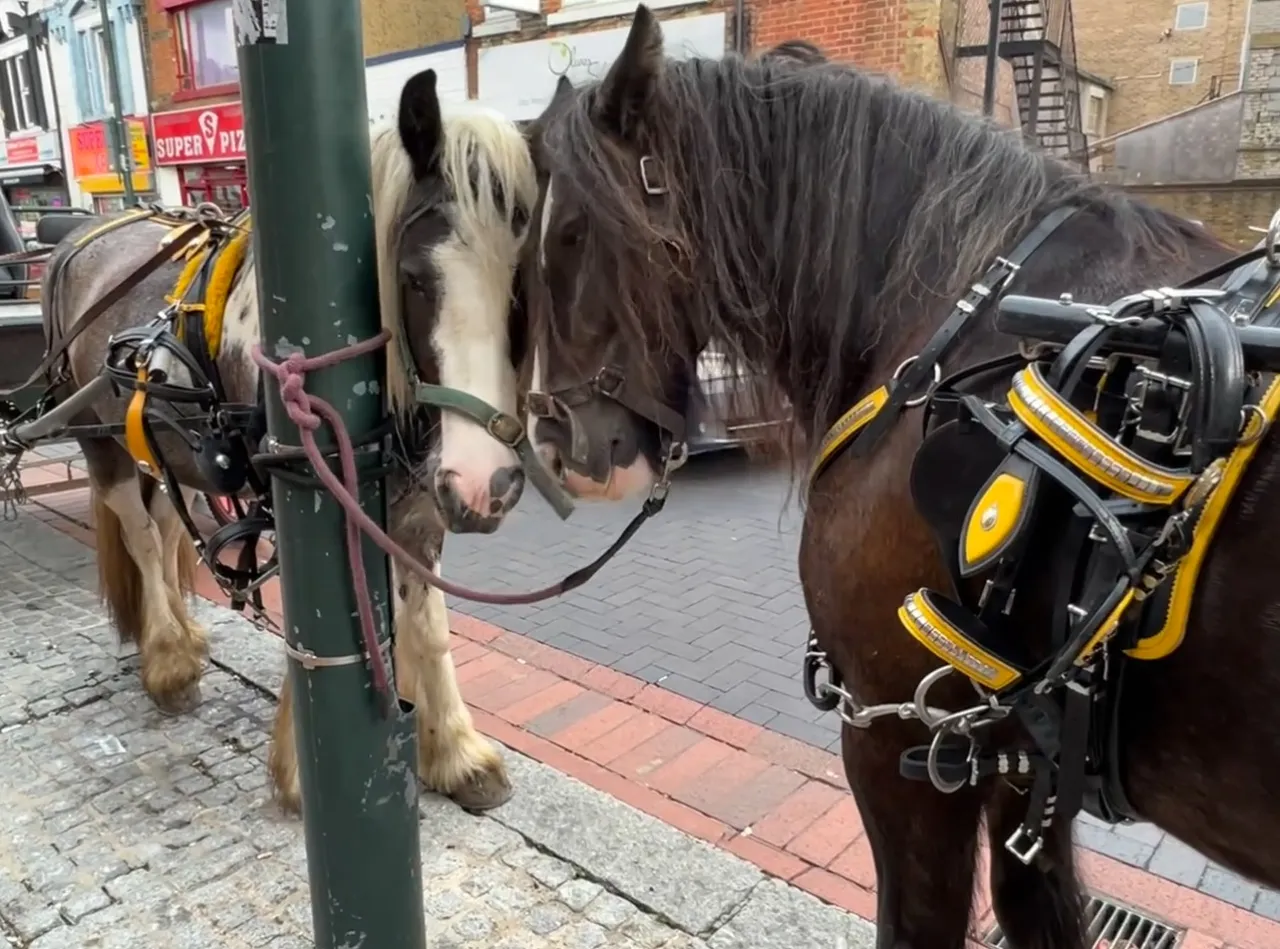 Horses knows how to show their love for one another.
