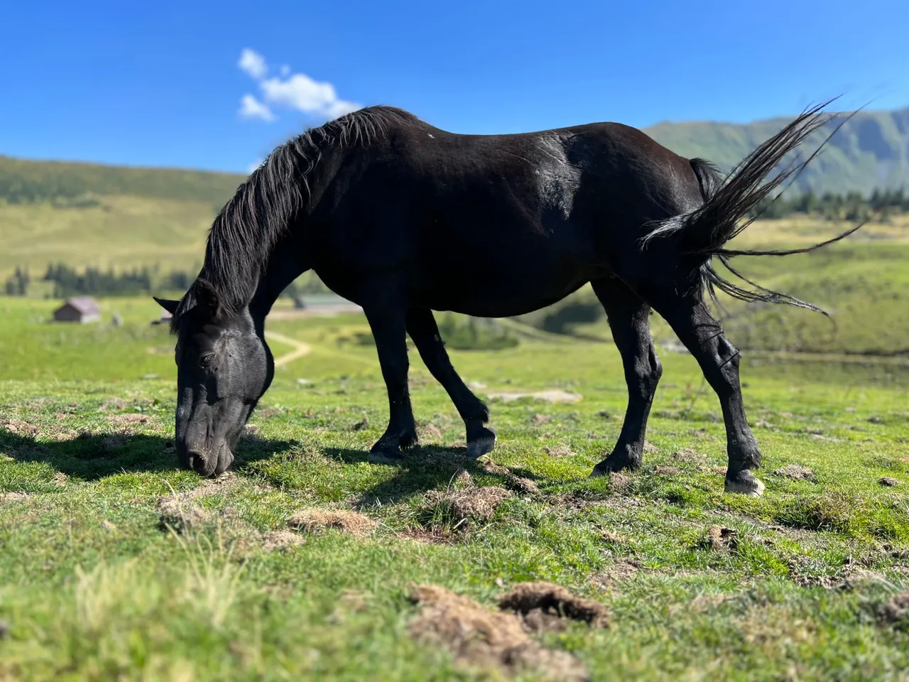 Fresh grass is so fine, all this mountains are mine! Romania,2023