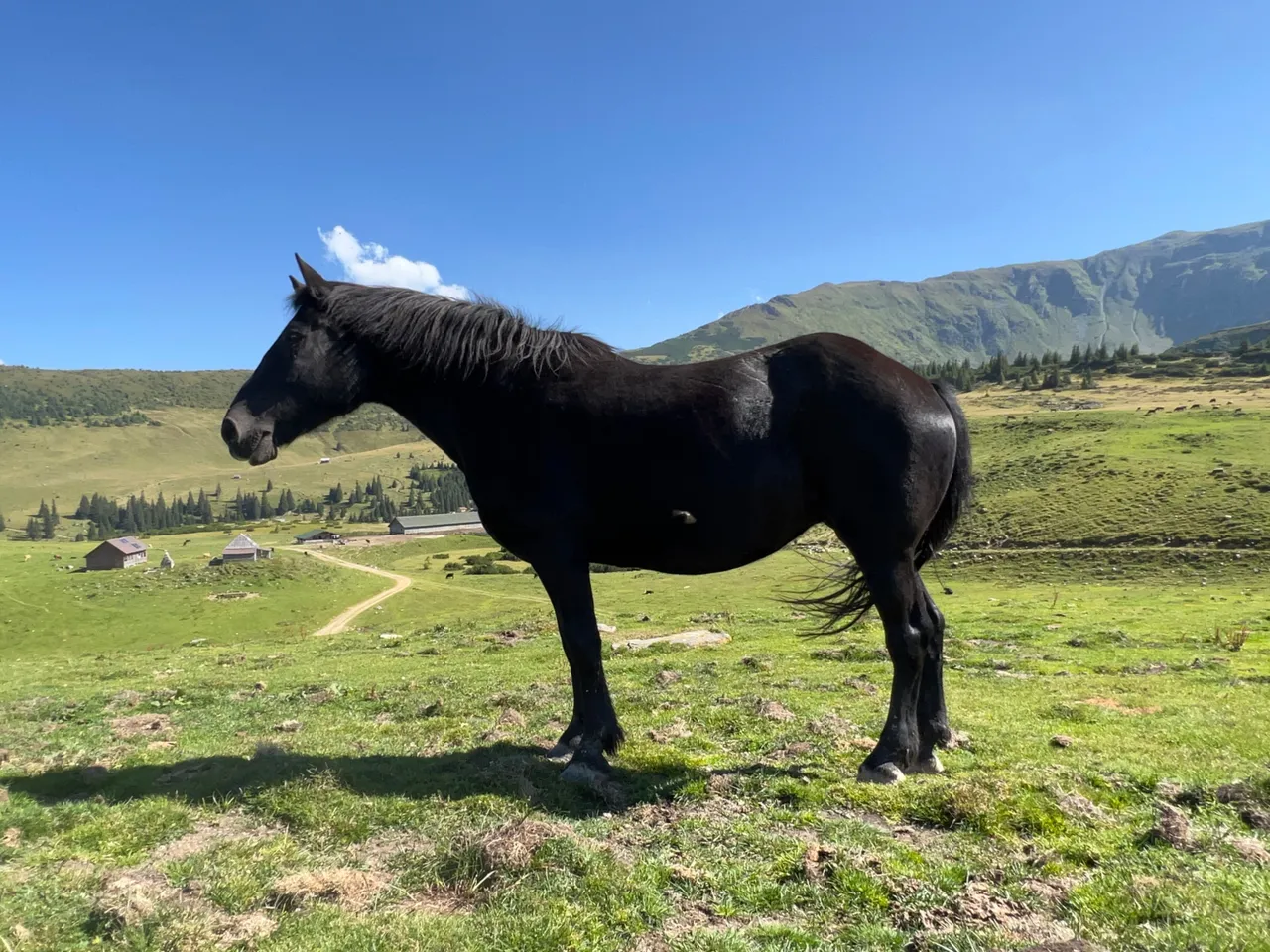 The beauty black force of nature