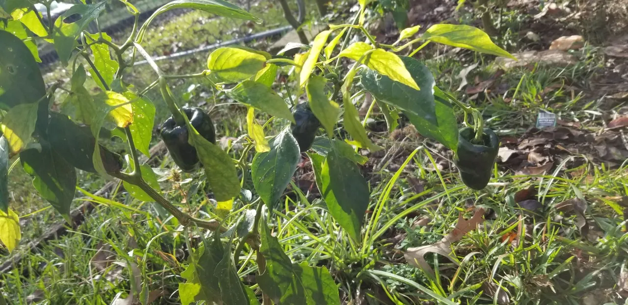 Remaining poblanos.jpg