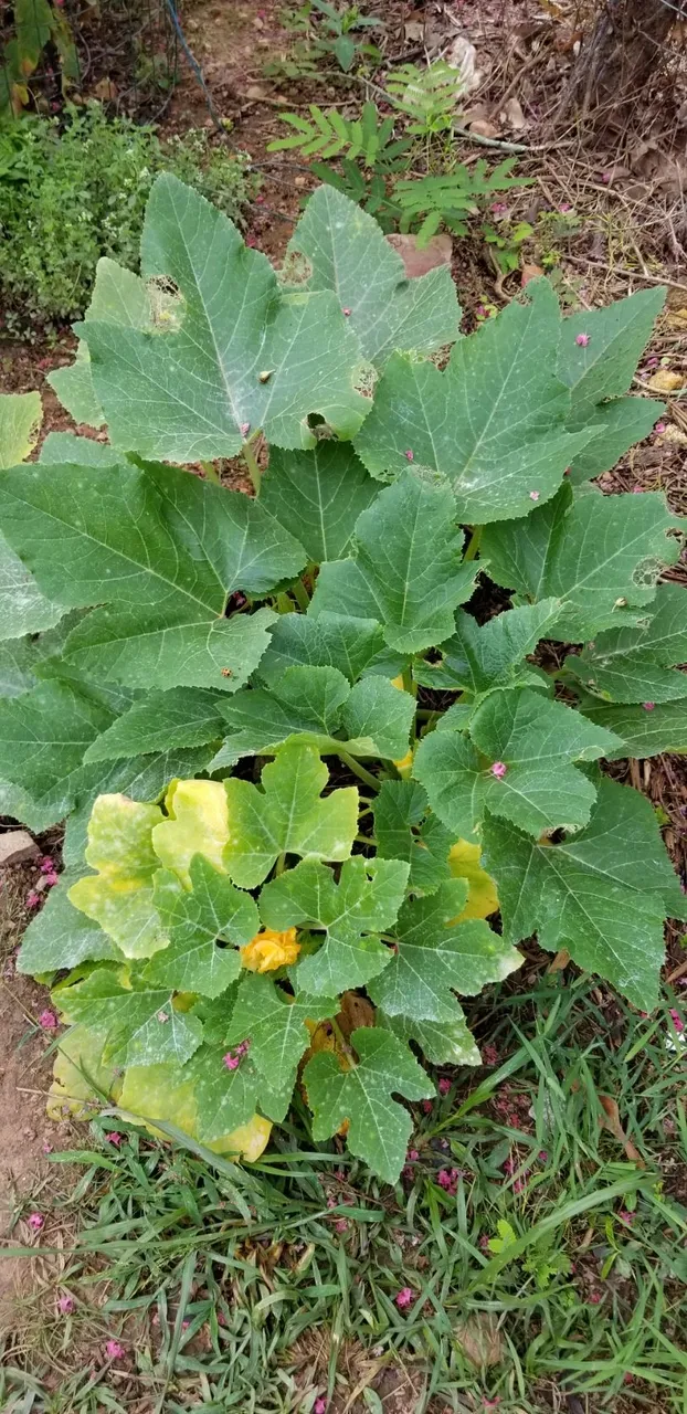 Happy Squash plant.jpg