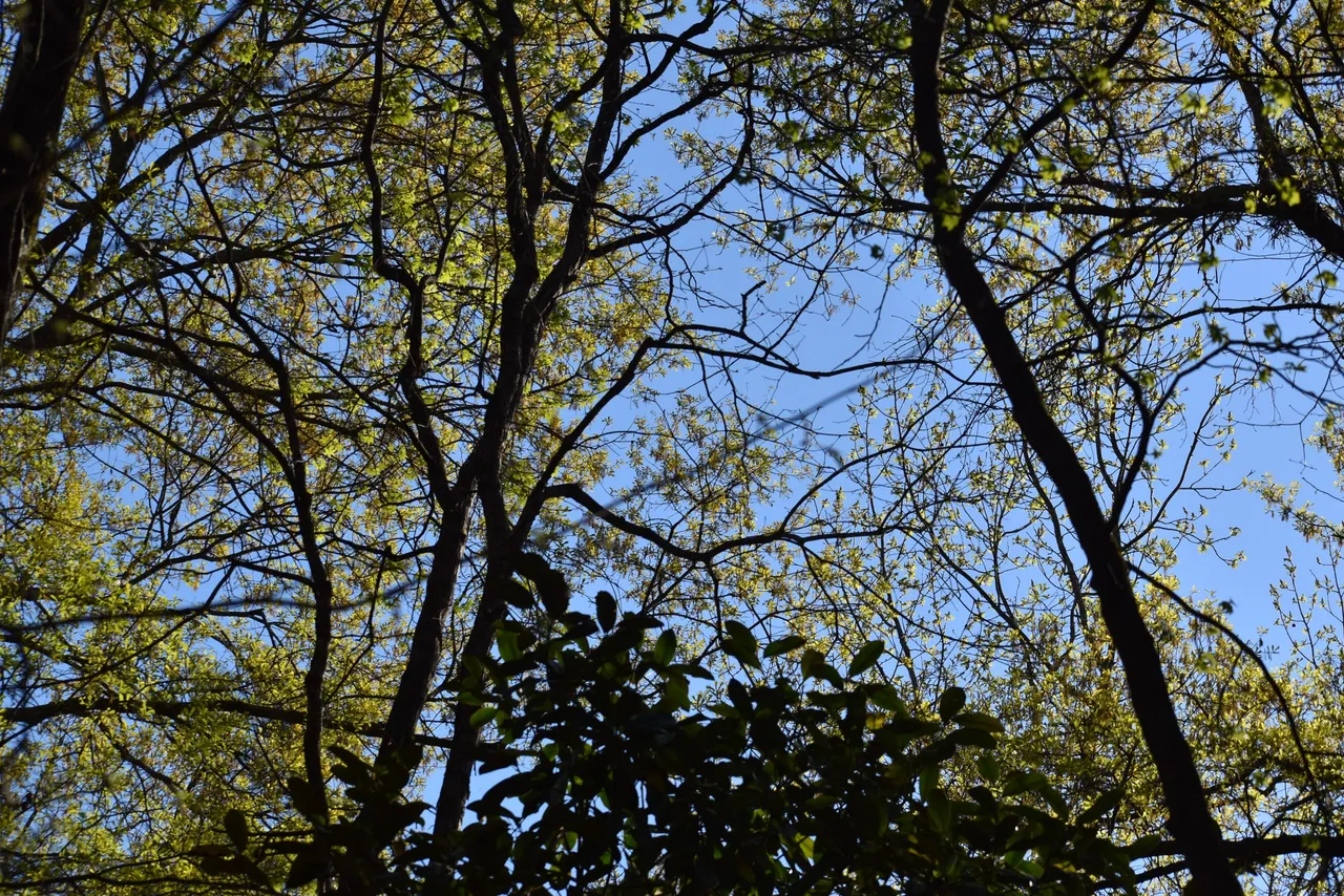 DSC_0008.JPG