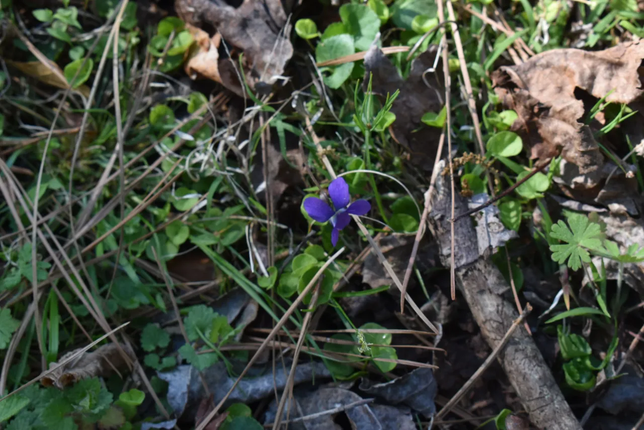 DSC_0022.JPG