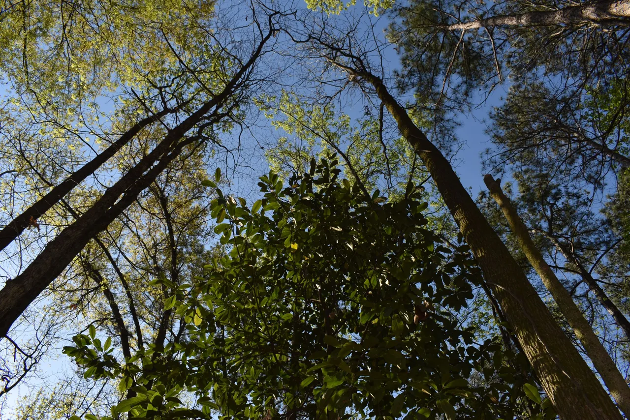 DSC_0011.JPG