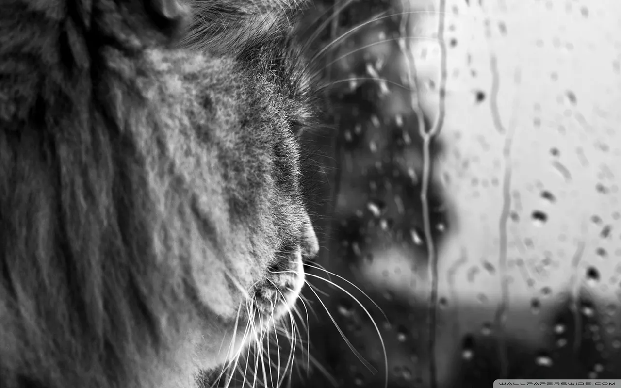 Cat and window rainy_day_bw-wallpaper-1920x1200.jpg