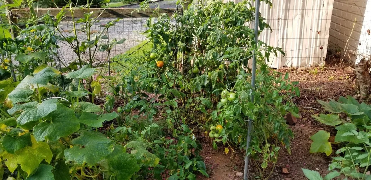 Tomatoes, 2nd gen.jpg