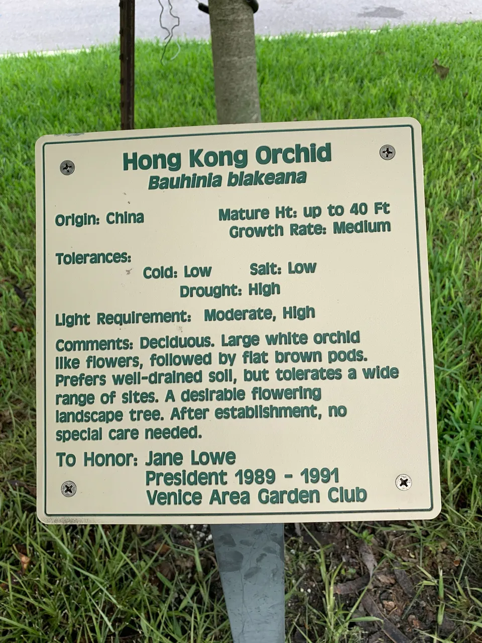 Hong Kong Orchid story.JPG