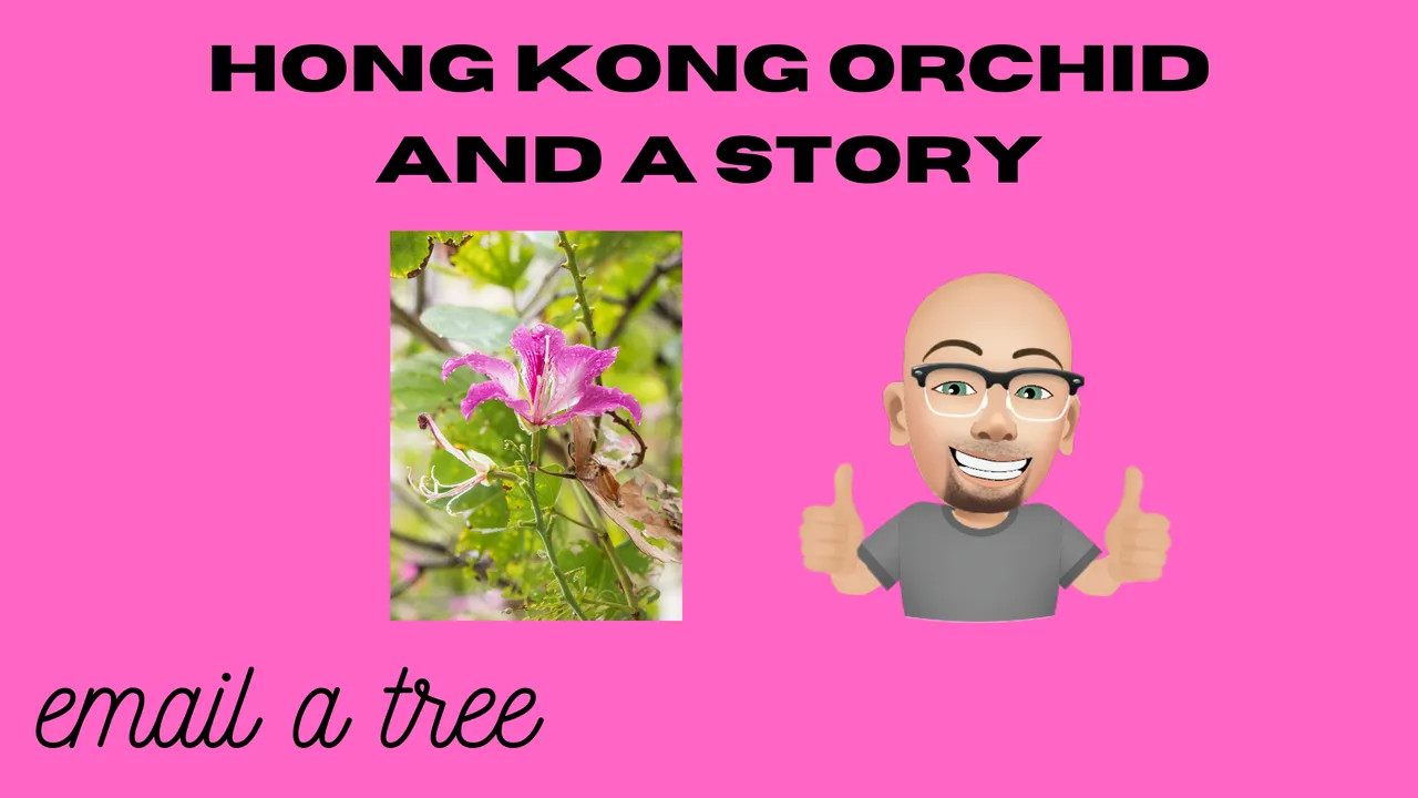 hong kong orchid and a story.png
