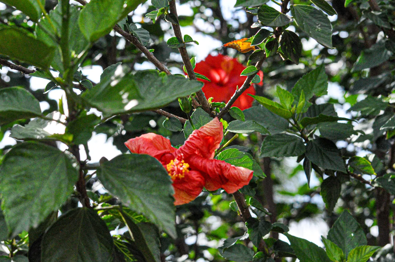 DSC_0237.jpg