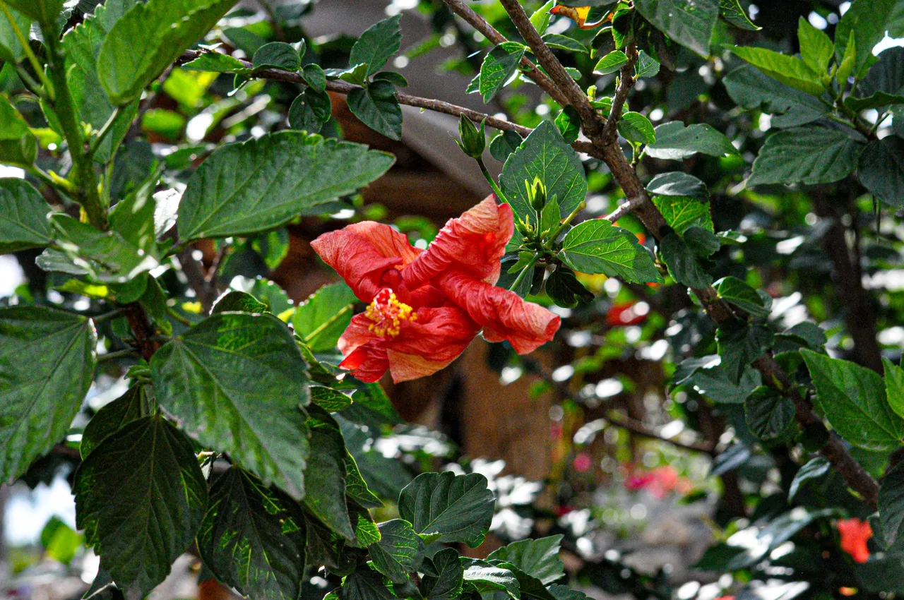 DSC_0236.jpg
