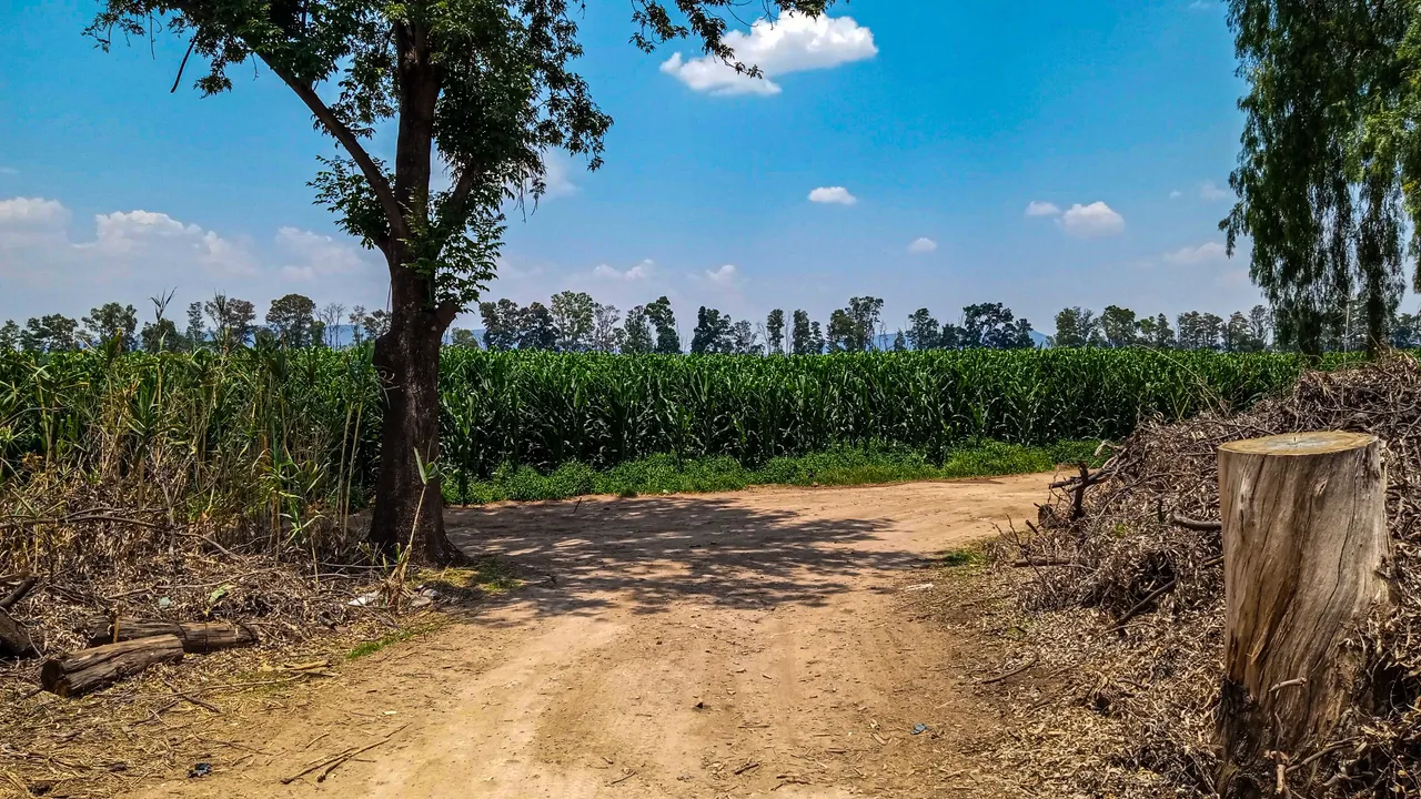 corn fields