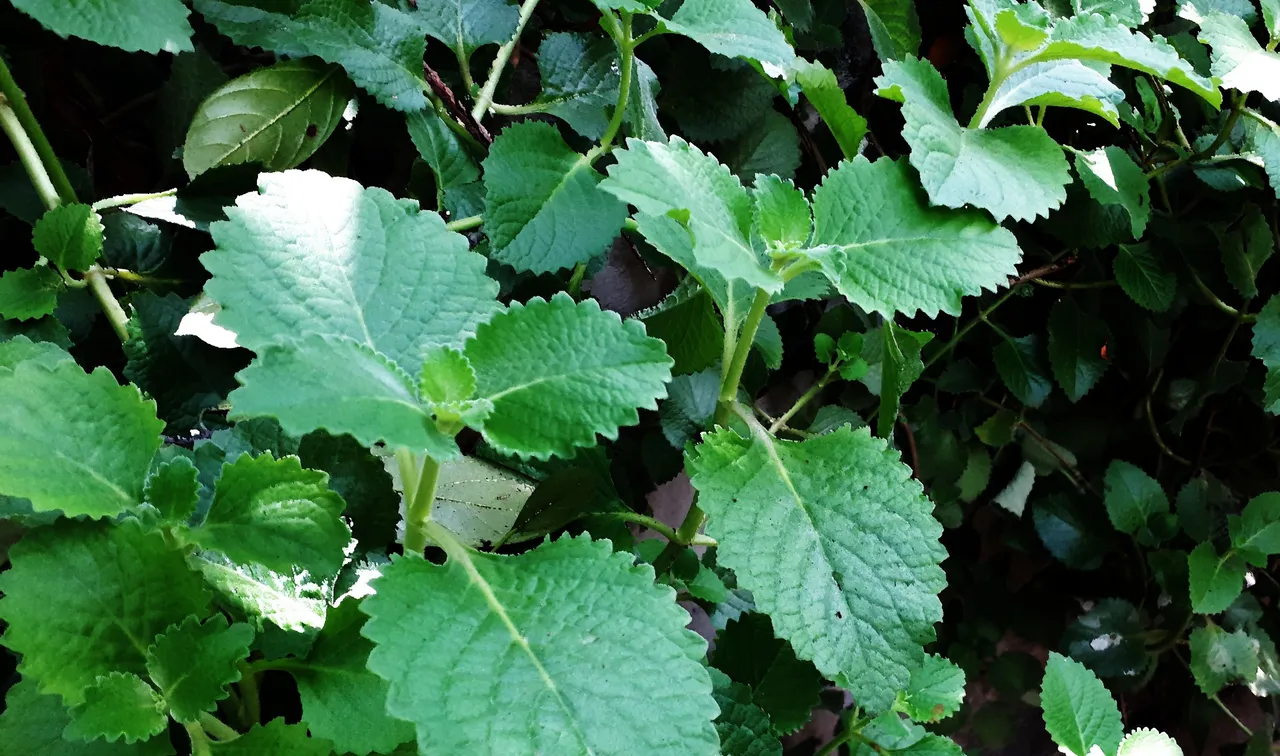 Oregano-6-20-2021-a.jpg