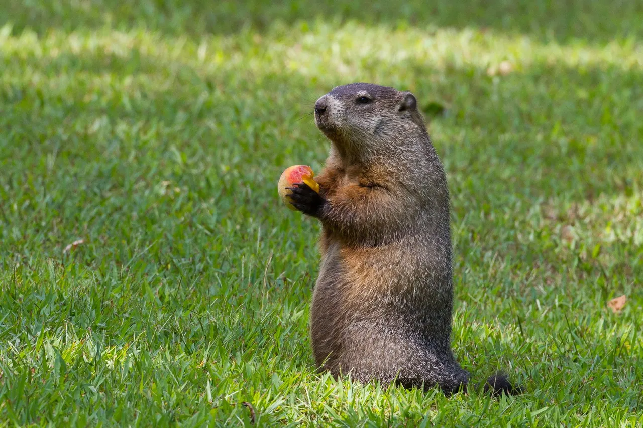 groundhog.jpg