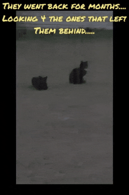 20230115_084714.gif