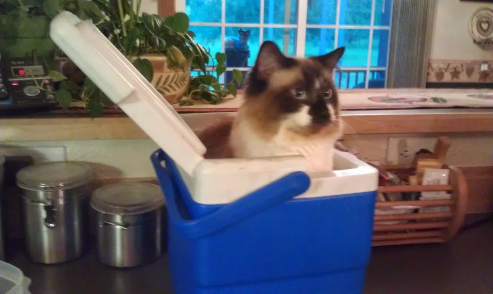 Cooler Kitty (2) 5-5-2015.png