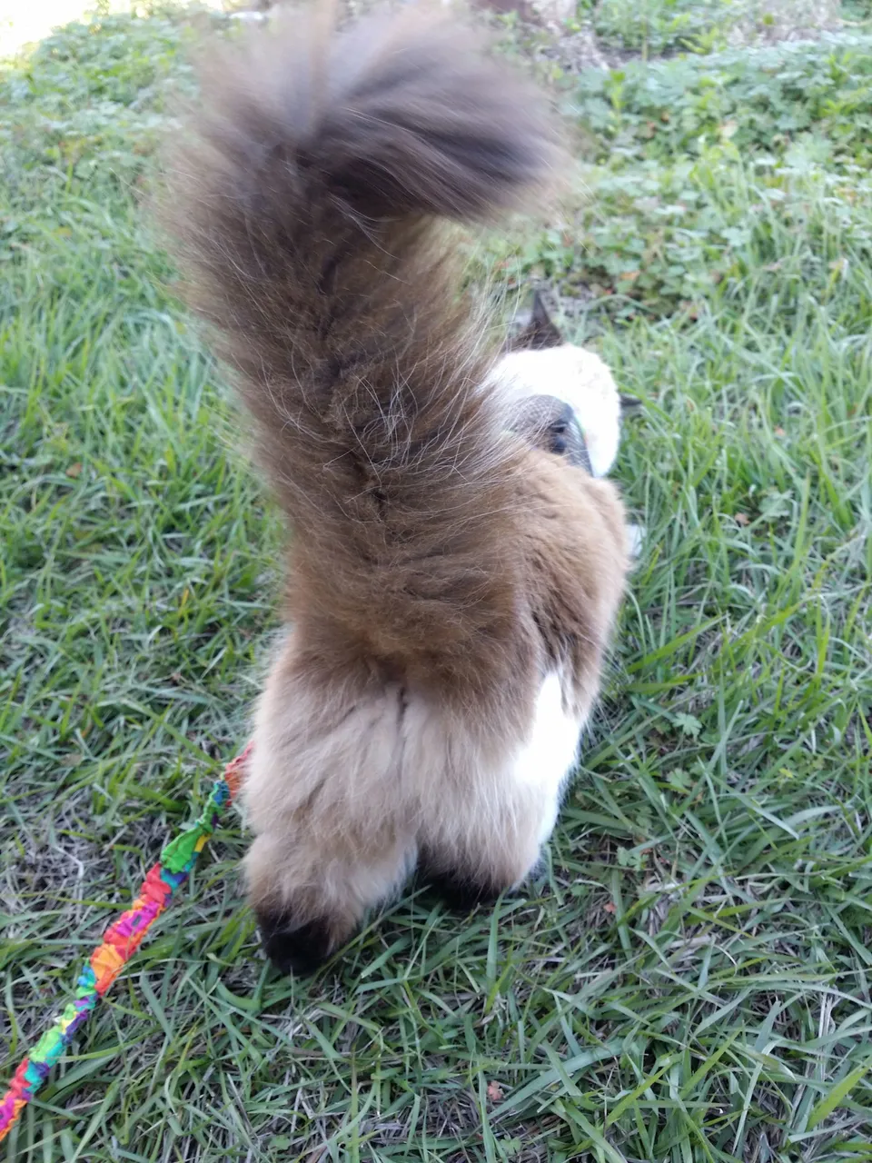 Fuzzy Butt (2) 2015-01-29.jpg