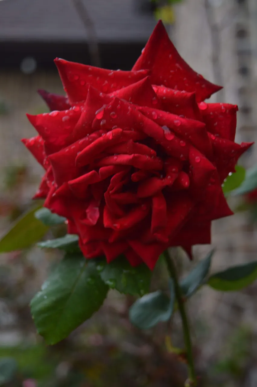 DSC_0465.jpg