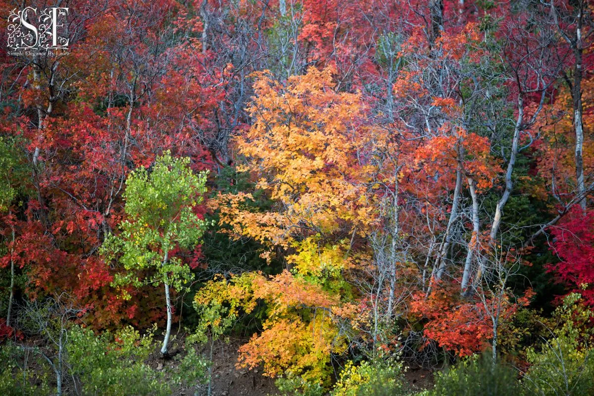 Autumn Alpine Loop 2024 (1).jpg