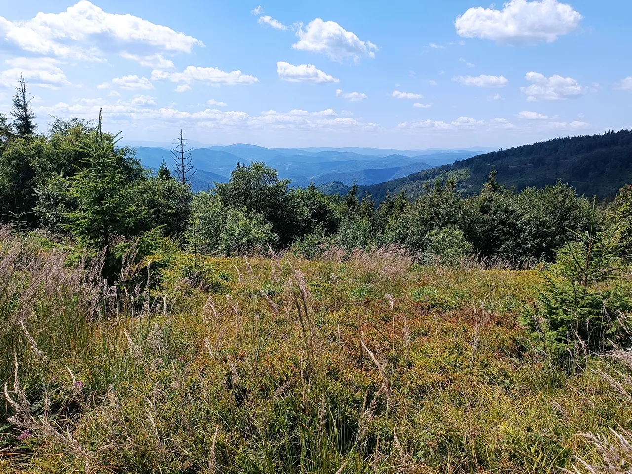 IMG_20220720_131226.jpg