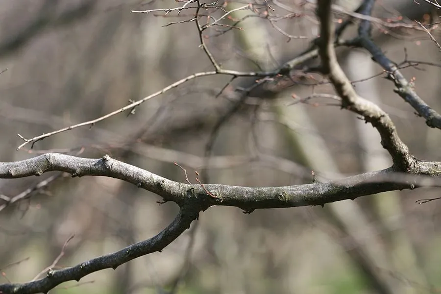 Forest_Walk_Feb2022_004_s.jpg