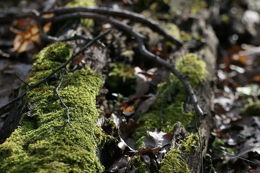 Forest_Walk_Feb2022_006_s.jpg