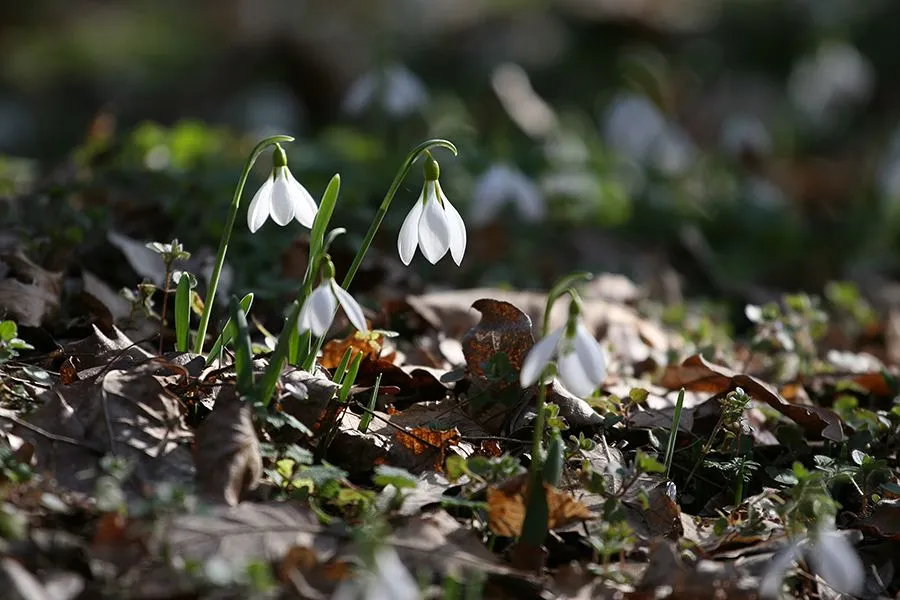 Forest_Flowers_Feb_2022_011_s.jpg