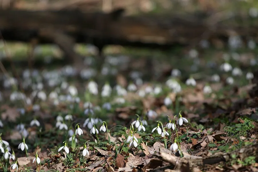 Forest_Flowers_Feb_2022_009_s.jpg