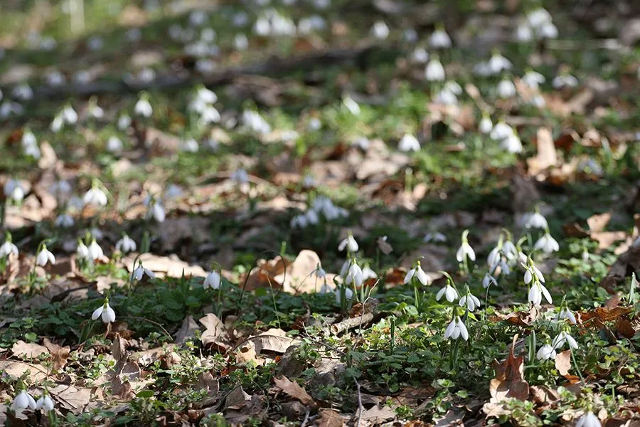 Forest_Flowers_Feb_2022_012_s.jpg