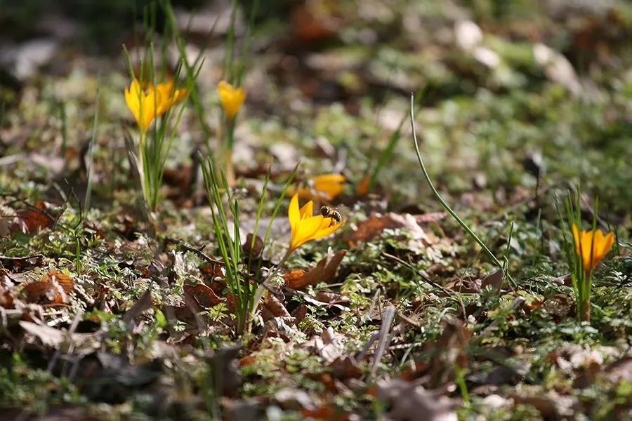 Forest_Flowers_Feb2022_030_s.jpg