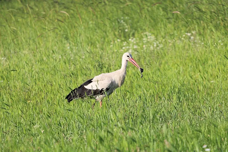 Stork Things I 005 s.jpg