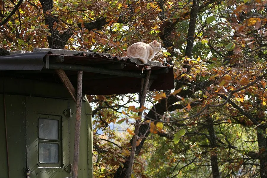 The_Guardian_Cat_B_s.jpg