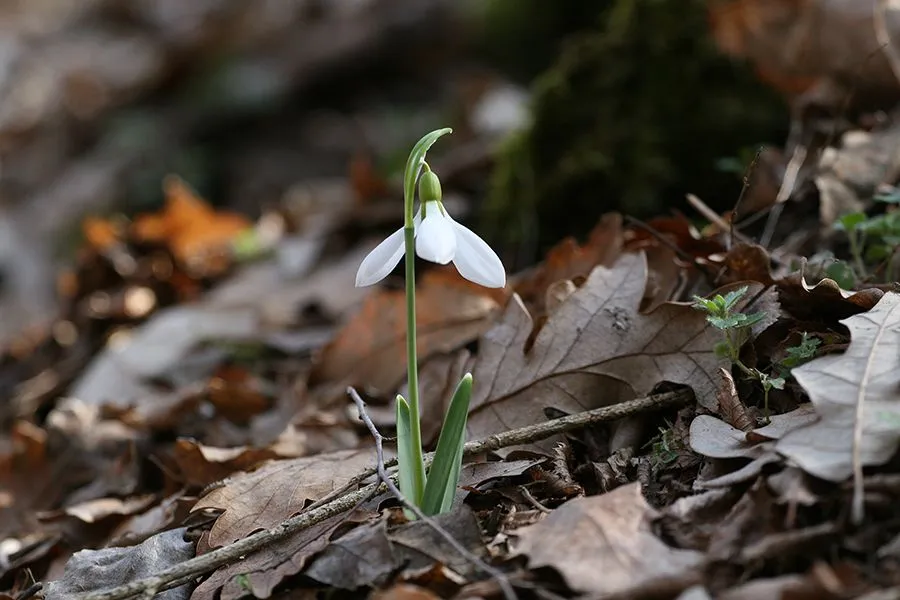 Forest_Flowers_Feb_2022_014_s.jpg