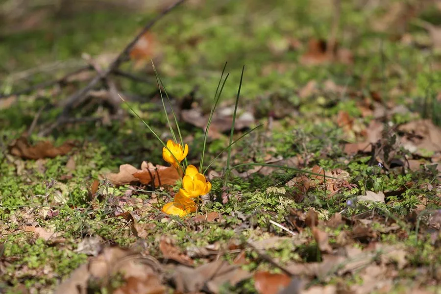 Forest_Flowers_Feb_2022_003_s.jpg