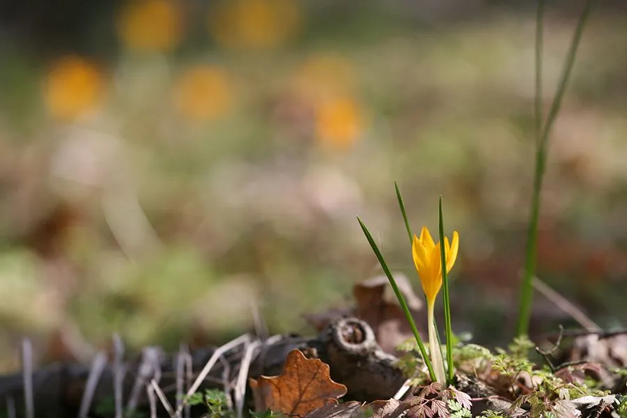 Forest_Flowers_Feb_2022_022_s.jpg