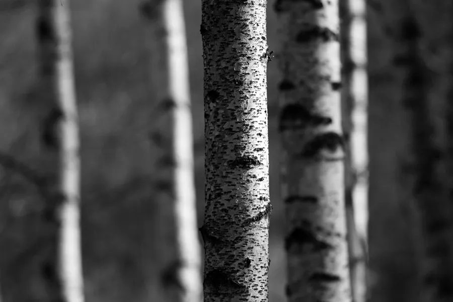 Birches in BnW s.jpg