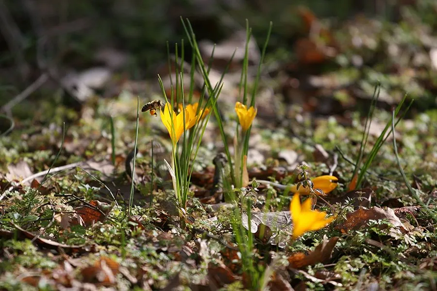 Forest_Flowers_Feb2022_028_s.jpg
