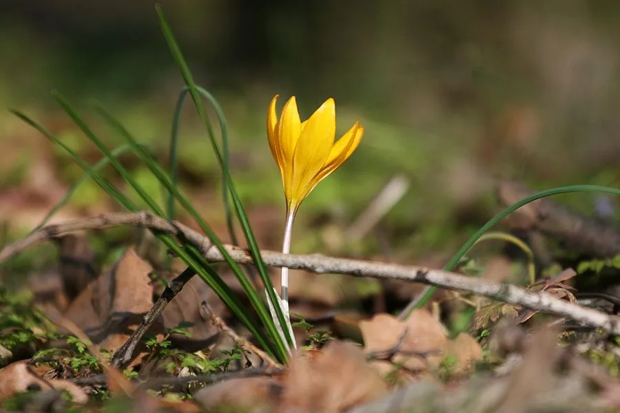 Forest_Flowers_Feb_2022_005_s.jpg