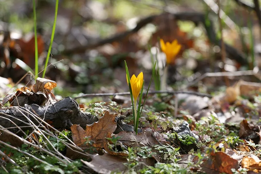 Forest_Flowers_Feb2022_031_s.jpg
