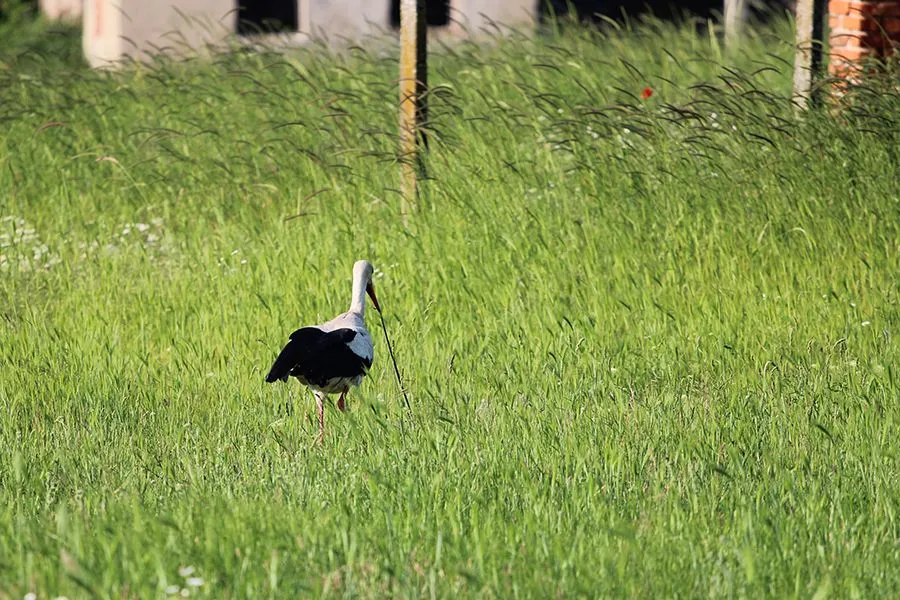 Stork Things I 002 s.jpg