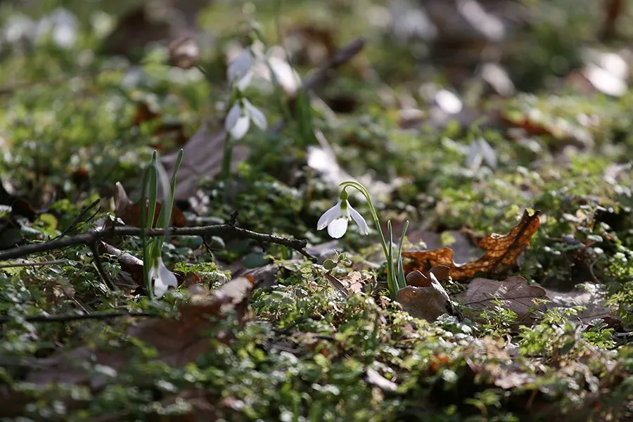 Forest_Flowers_Feb_2022_020_s.jpg