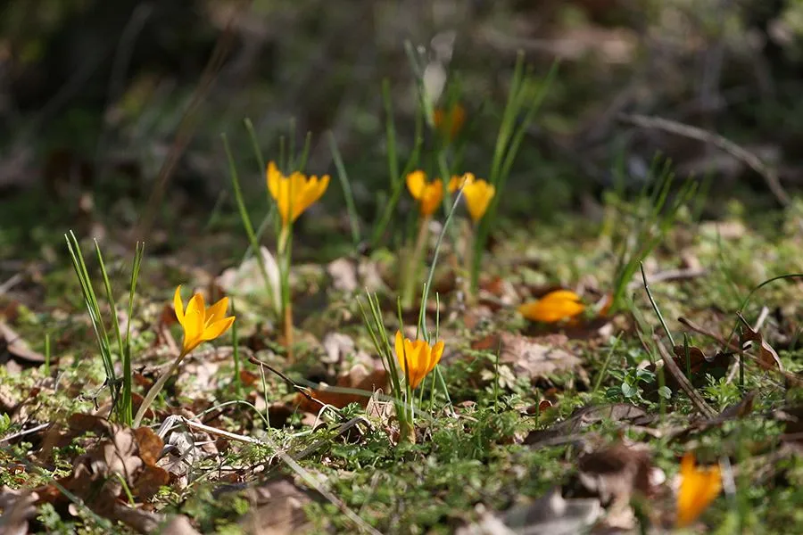 Forest_Flowers_Feb2022_023_s.jpg
