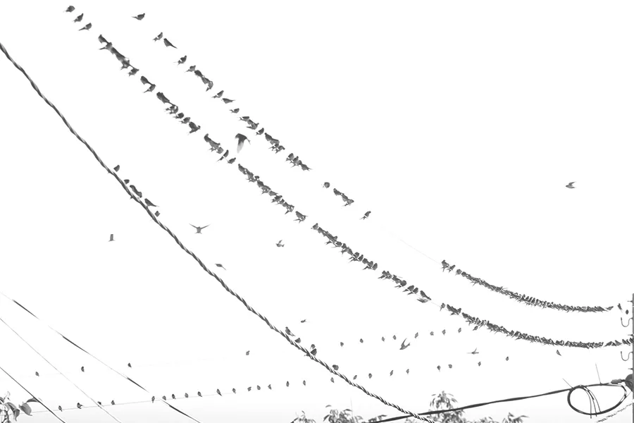 Swallows_Go_South_B_s_BW.jpg