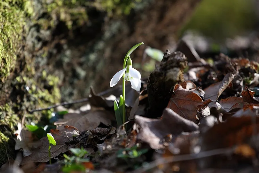 Forest_Flowers_Feb_2022_013_s.jpg
