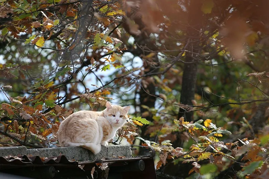 The_Guardian_Cat_A_s.jpg
