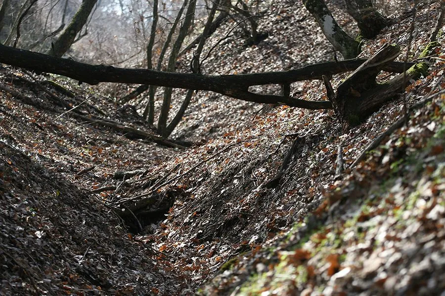 Forest_Walk_Feb2022_005_s.jpg