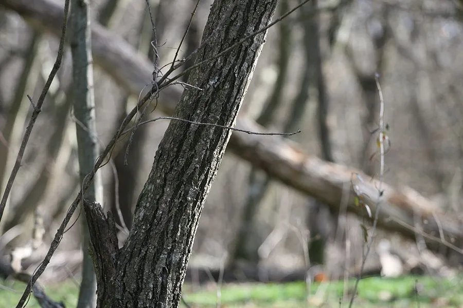 Forest_Walk_Feb2022_003_s.jpg