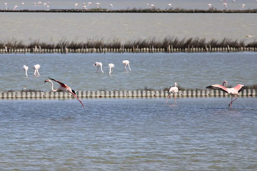 Flamingo_05_2023_003_s.jpg