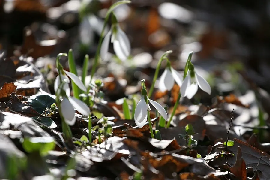 Forest_Flowers_Feb_2022_016_s.jpg